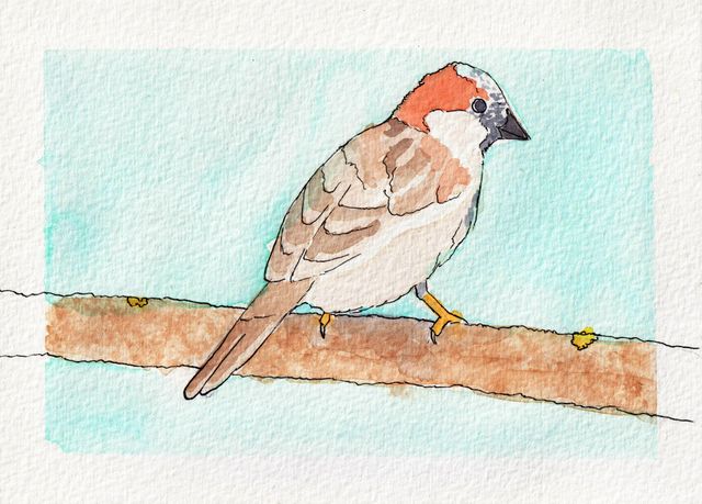 Sparrow