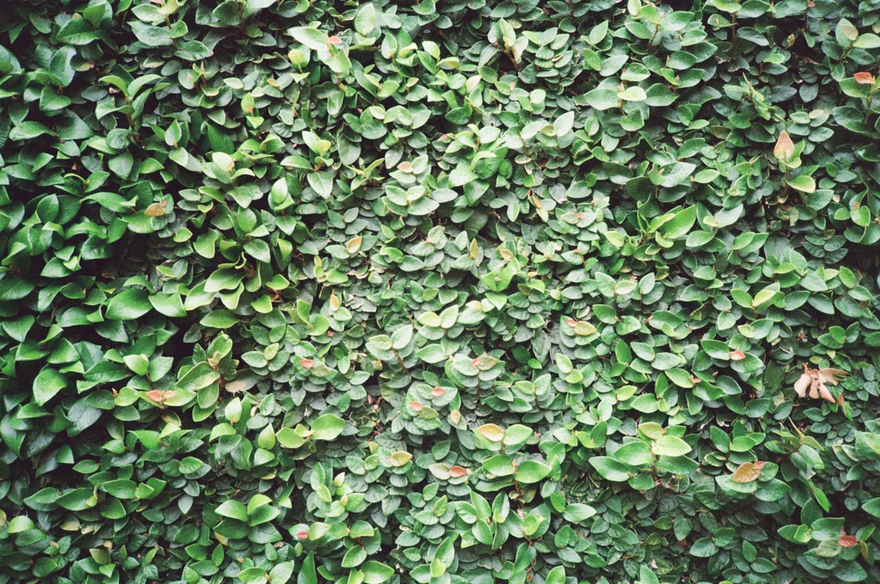 Ficus