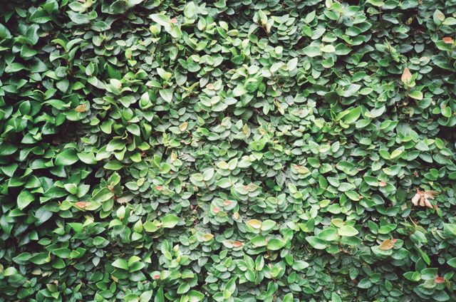 Ficus